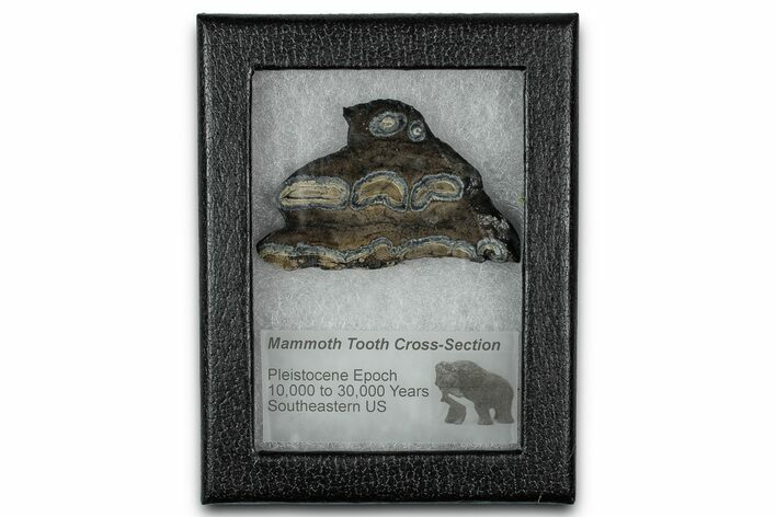 Mammoth Molar Slice With Case - South Carolina #349984